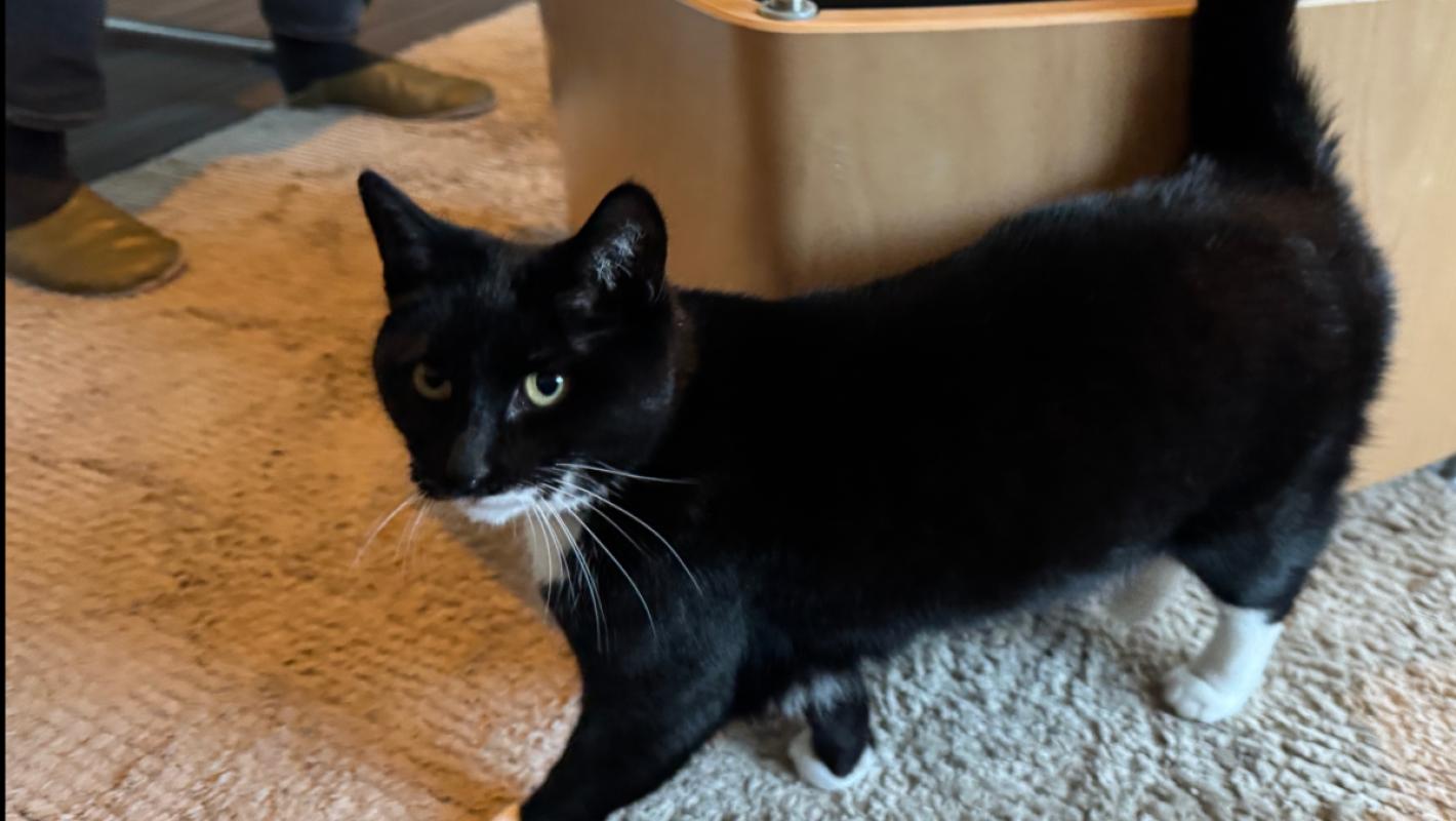Izzy