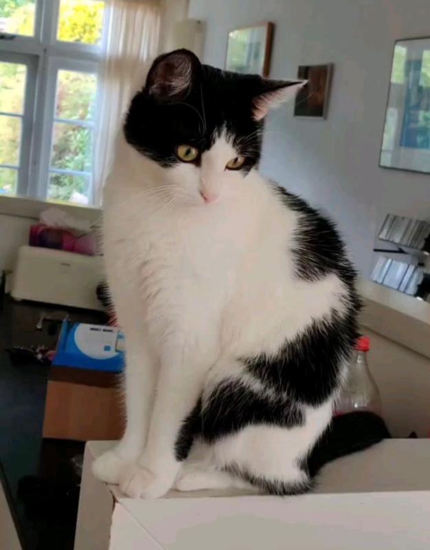 Pip