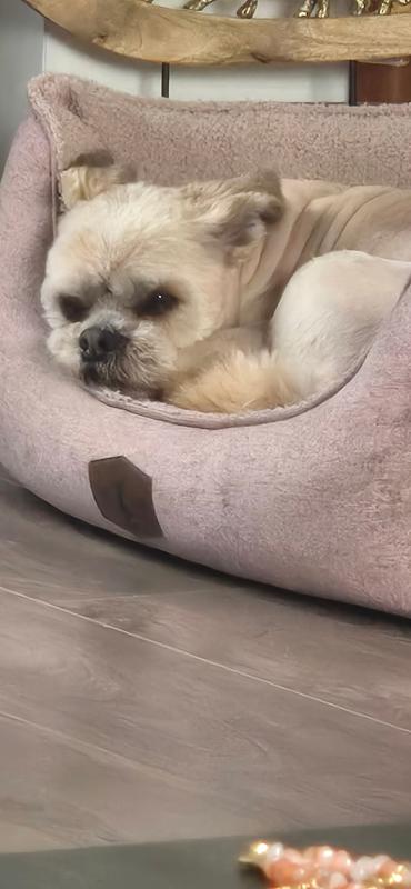 Gizmo