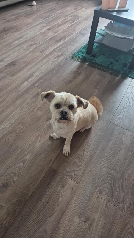 Gizmo