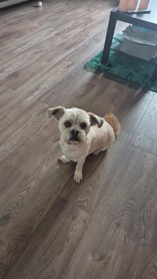 Gizmo