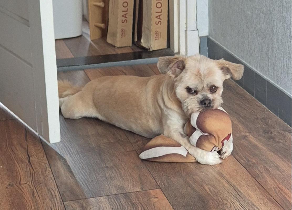 Gizmo