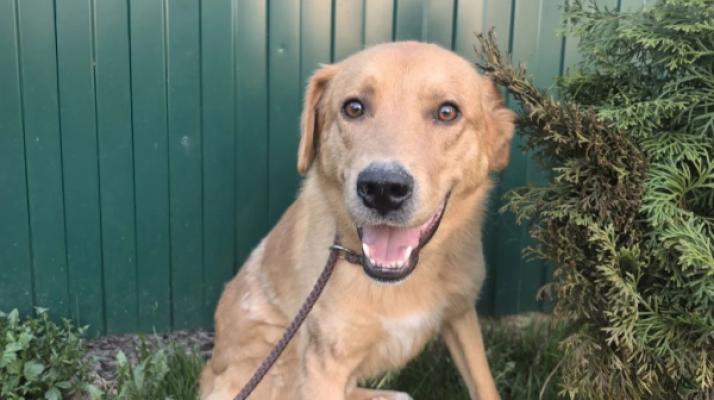 Rex