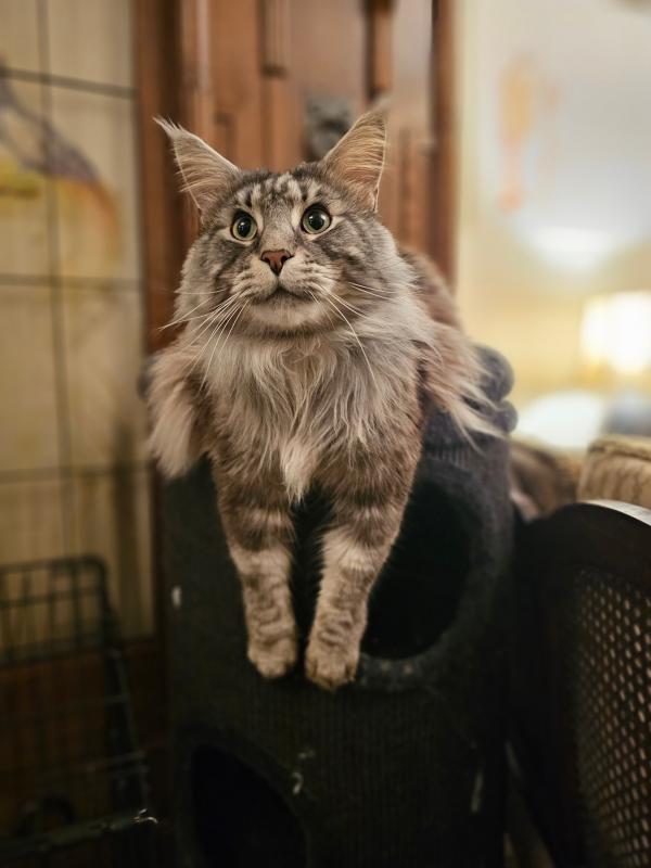 Finn