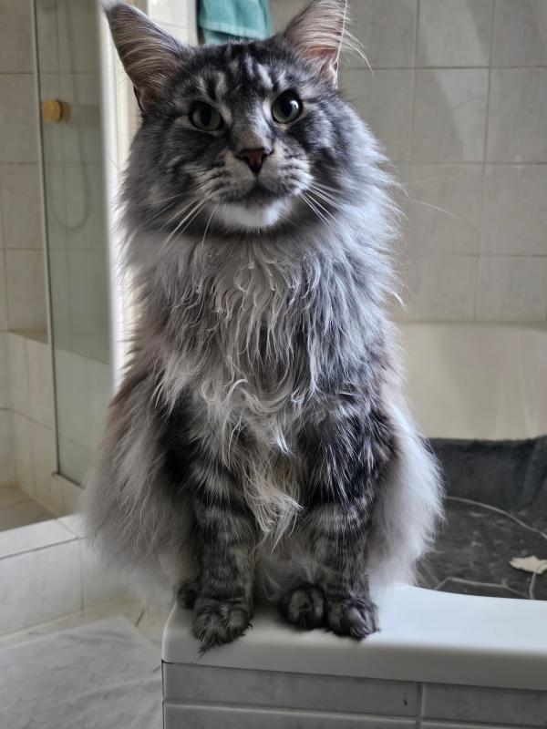 Finn