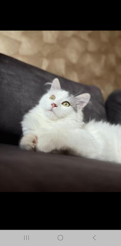 Binkie
