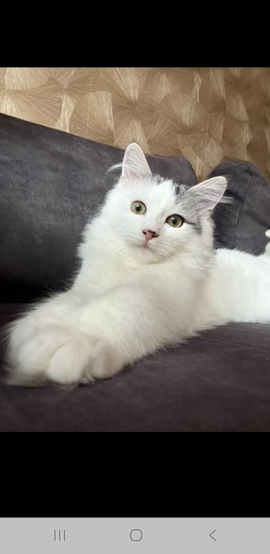 Binkie
