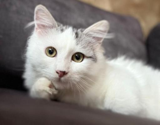 Binkie