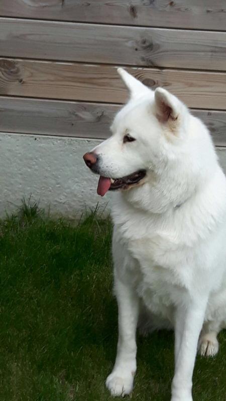 Laika