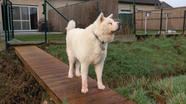 Laika