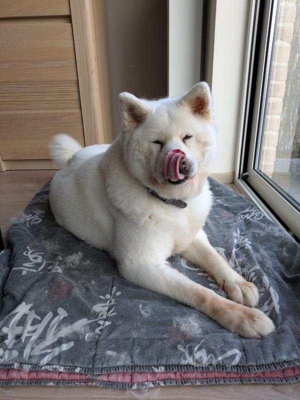 Laika
