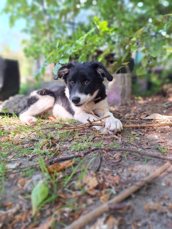 Skye