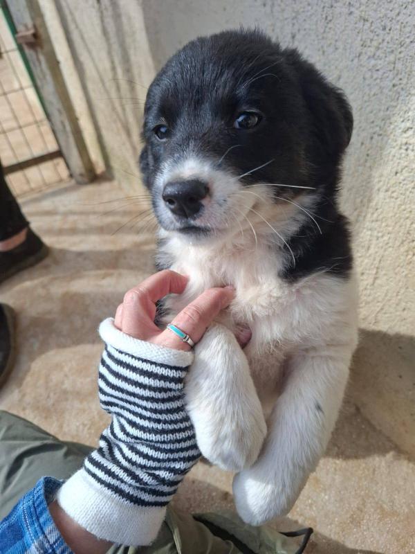 Skye
