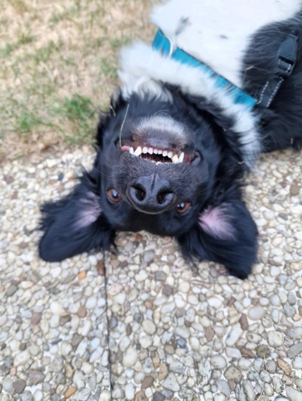 Bobo