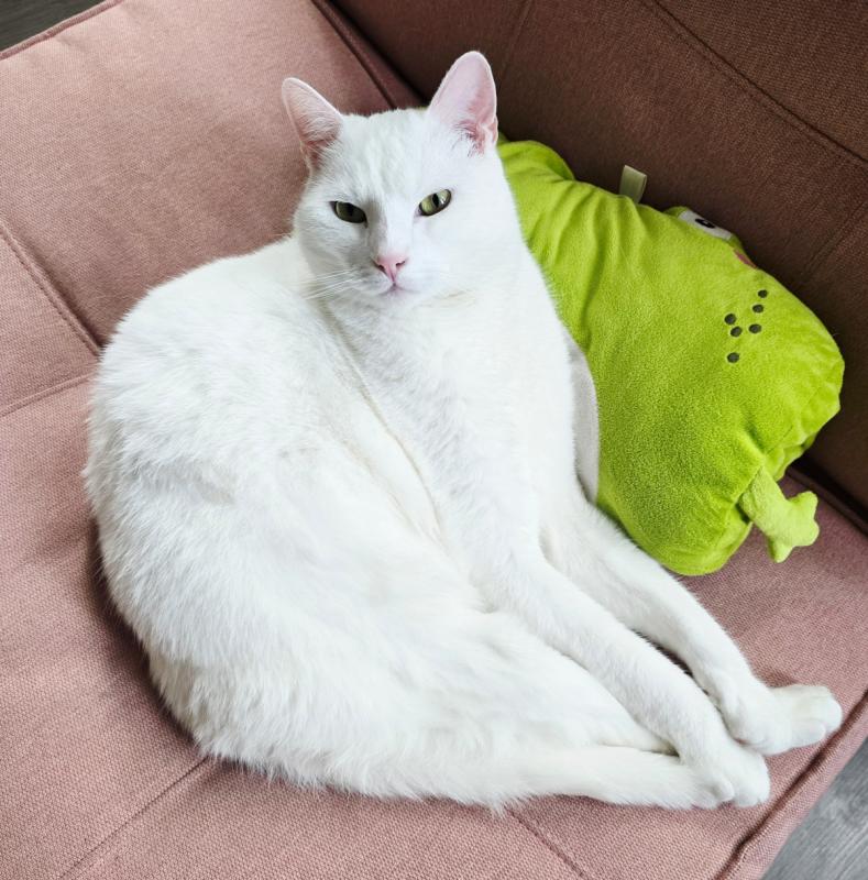 TJ