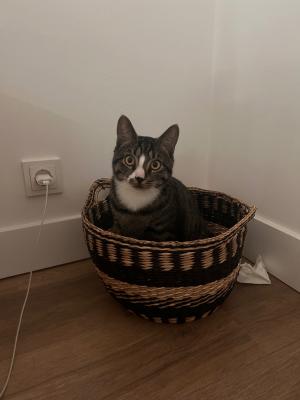 Frankie