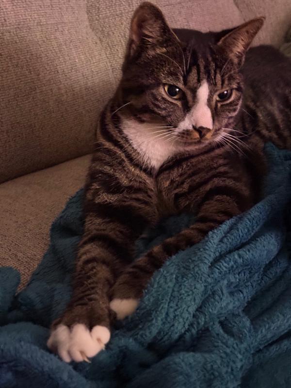 Frankie