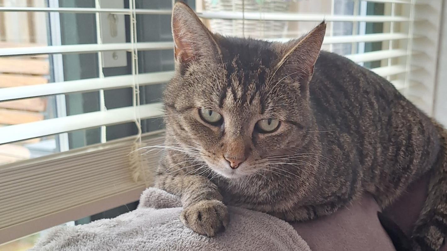 Milo