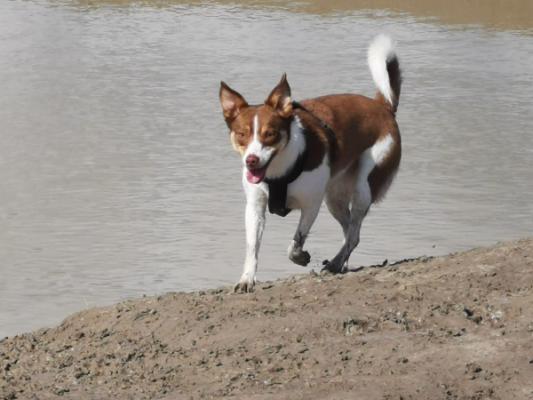 Ziva