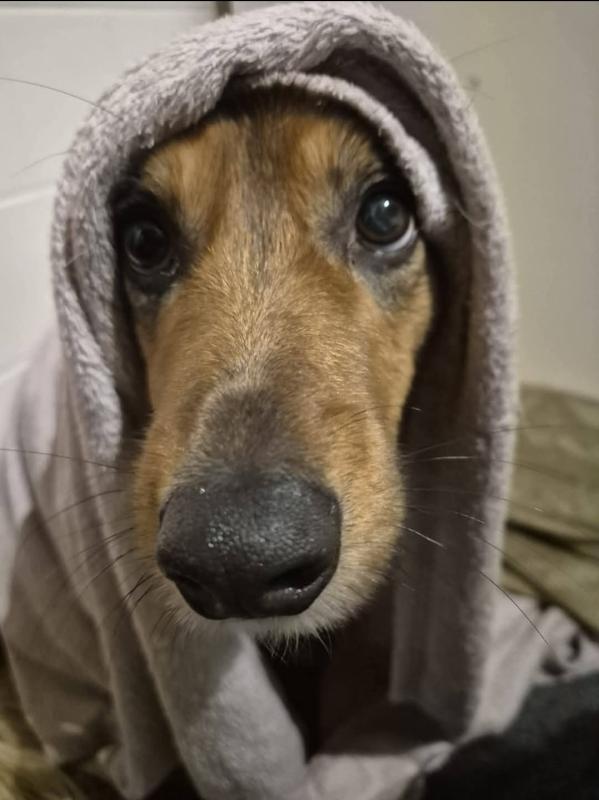 Harvey