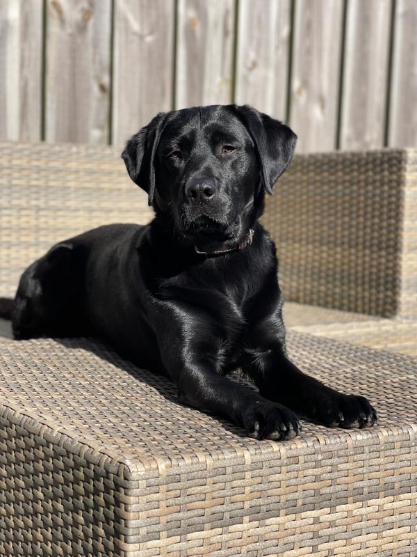 Tobi
