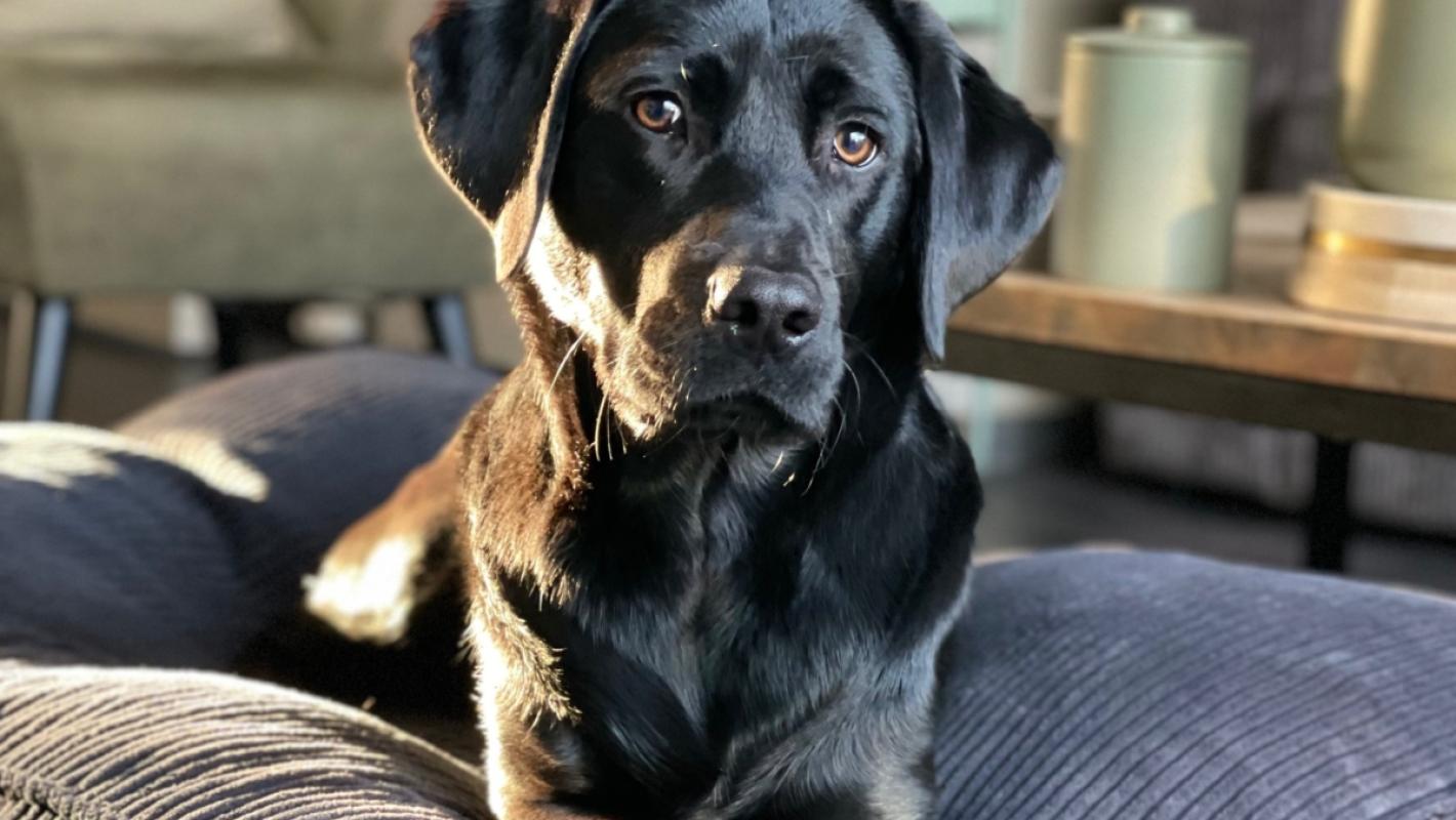 Tobi