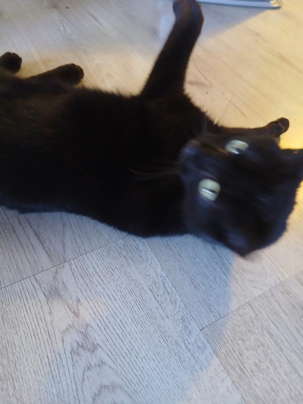Bollie