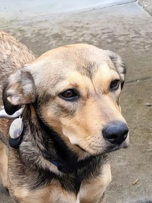 Odie