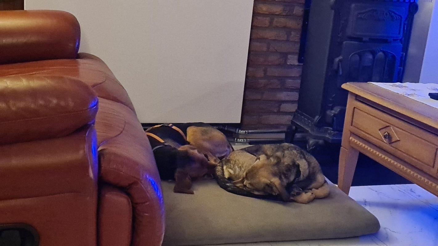 Odie