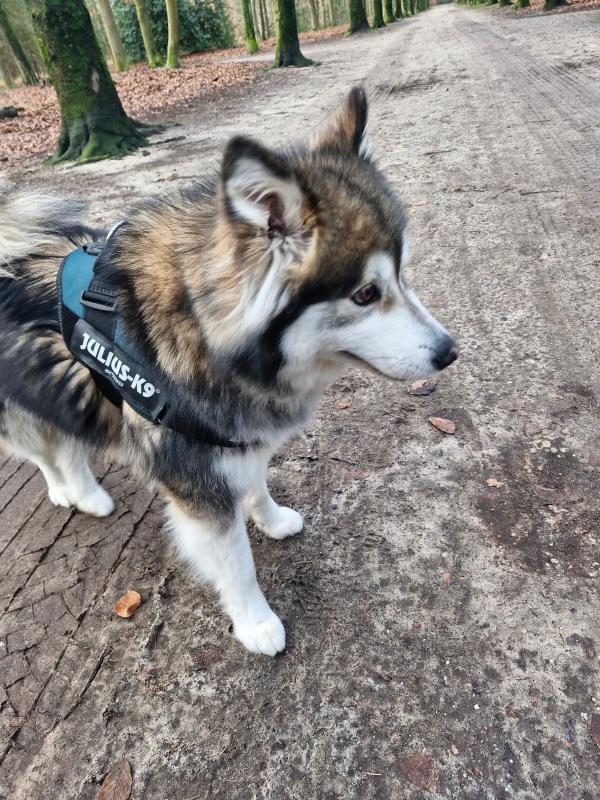 Boris