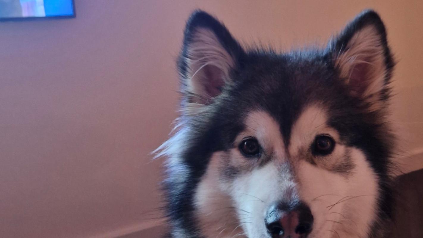 Boris