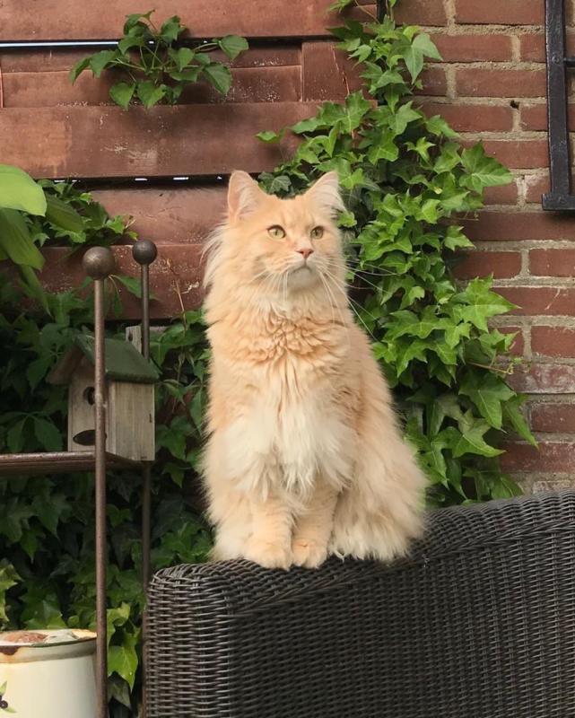 Jimmy