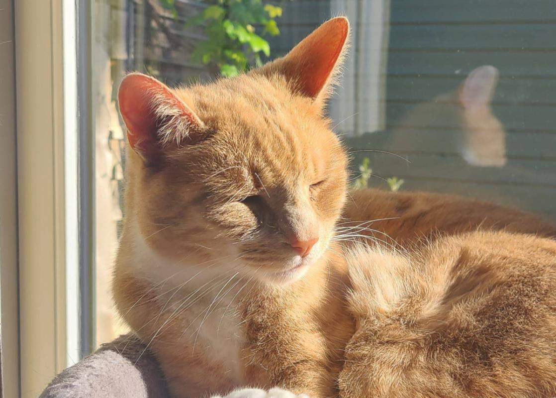 Pip