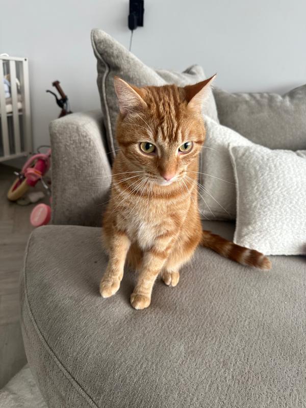 Lio