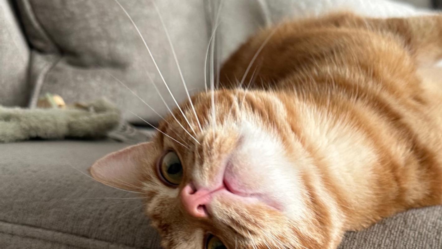 Lio