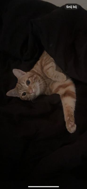 Lio