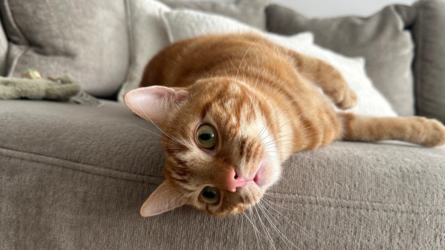 Lio