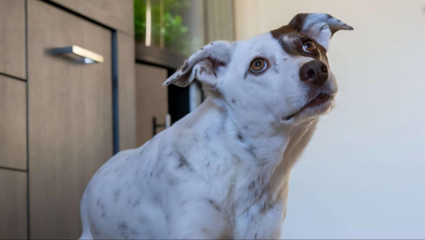 Bodi