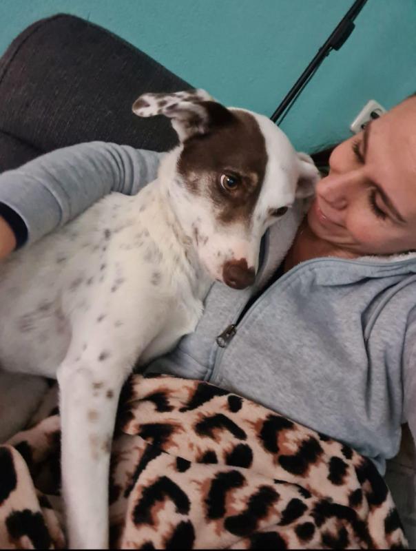Bodi