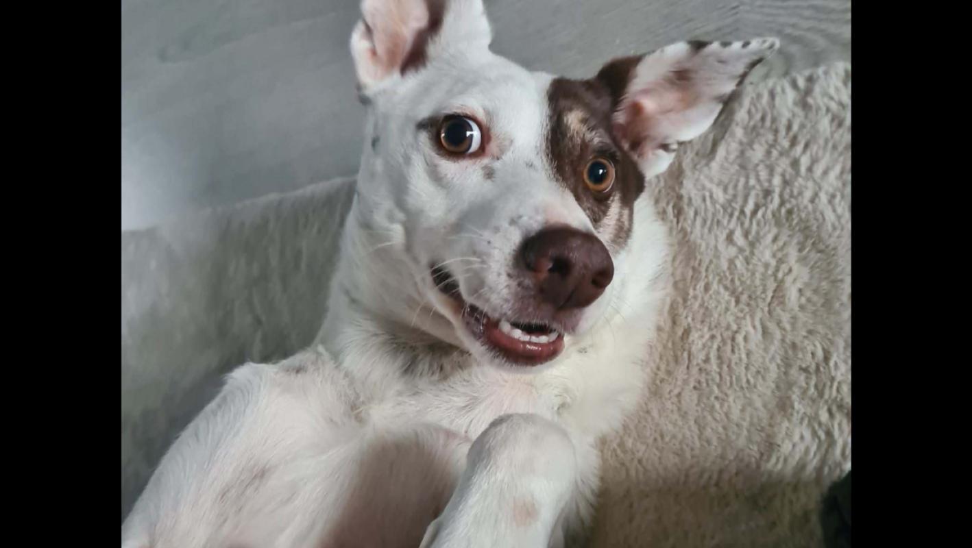 Bodi