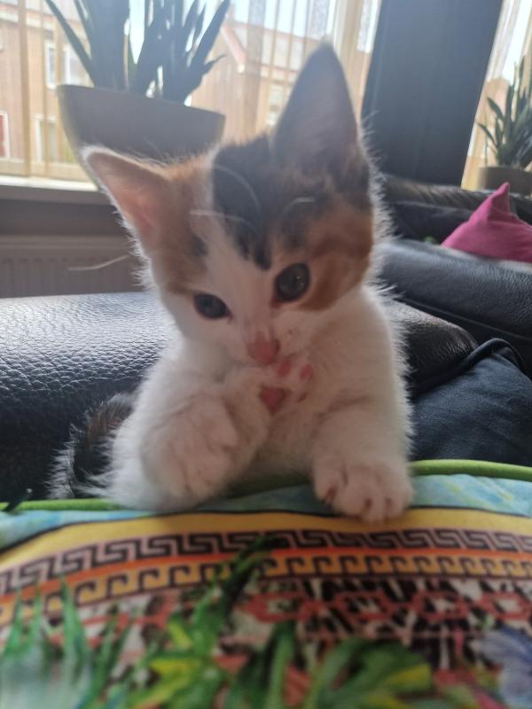 Pip