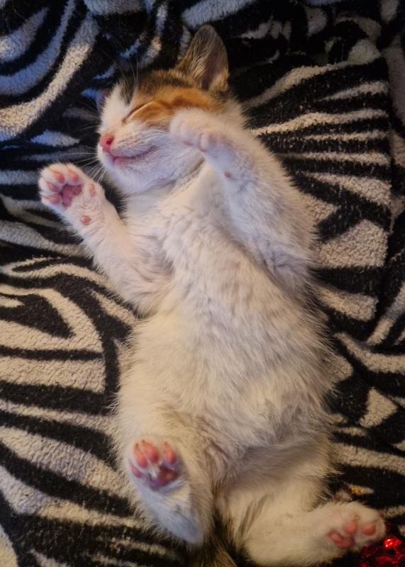 Pip