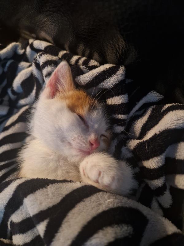 Pip