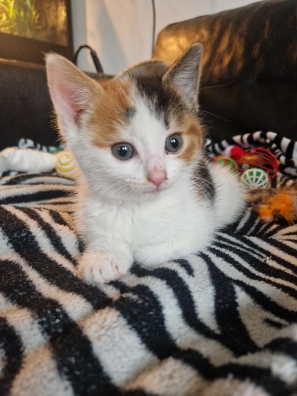 Pip