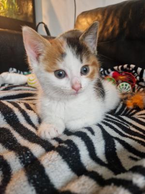 Pip