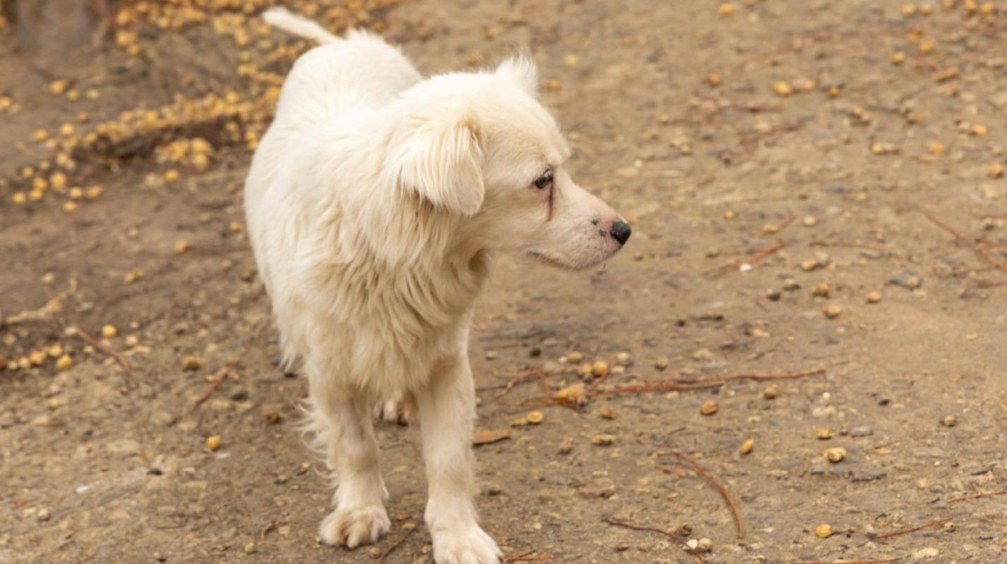 Bonita