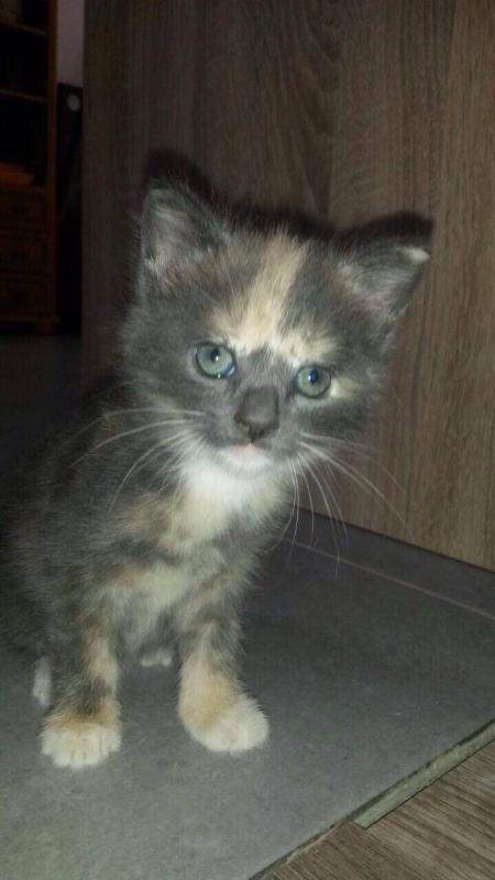 Muis