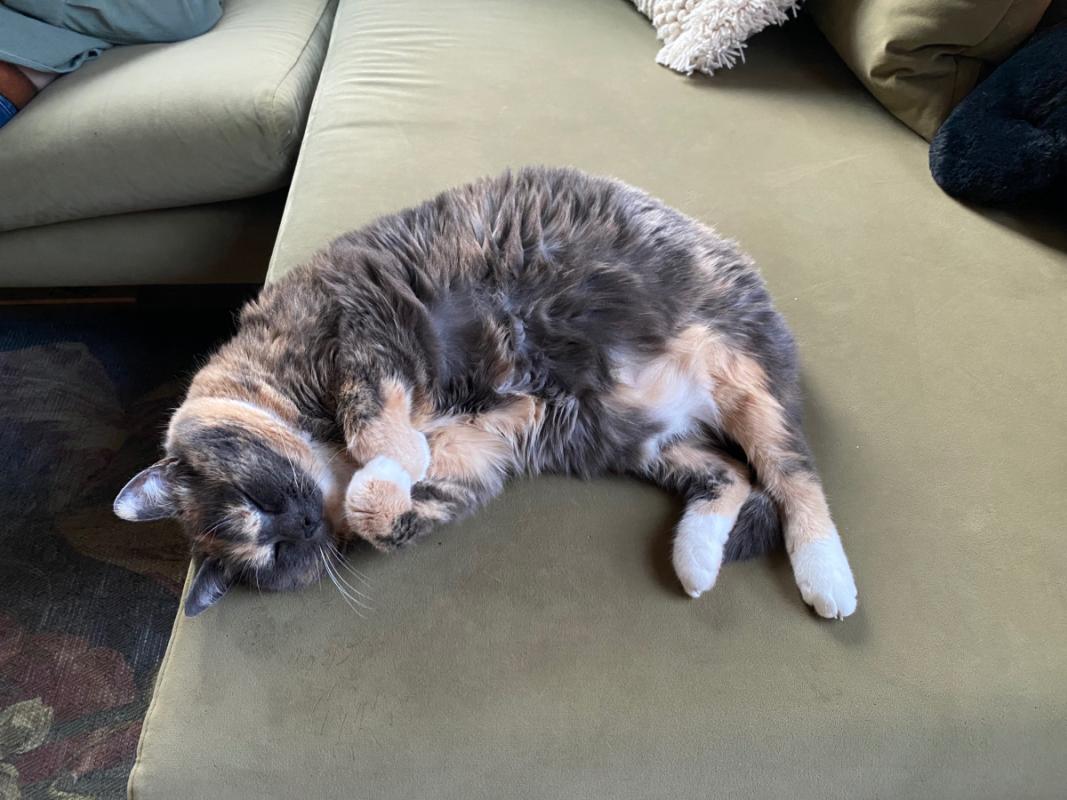 Muis