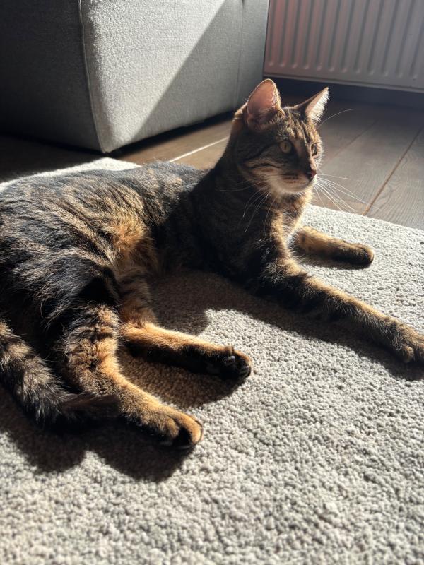 Rossi