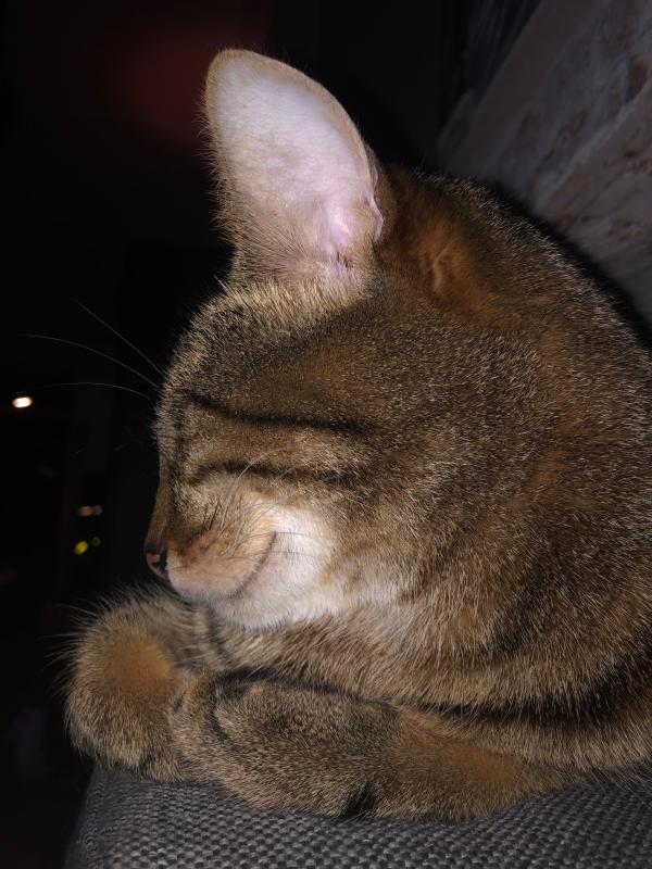 Rossi